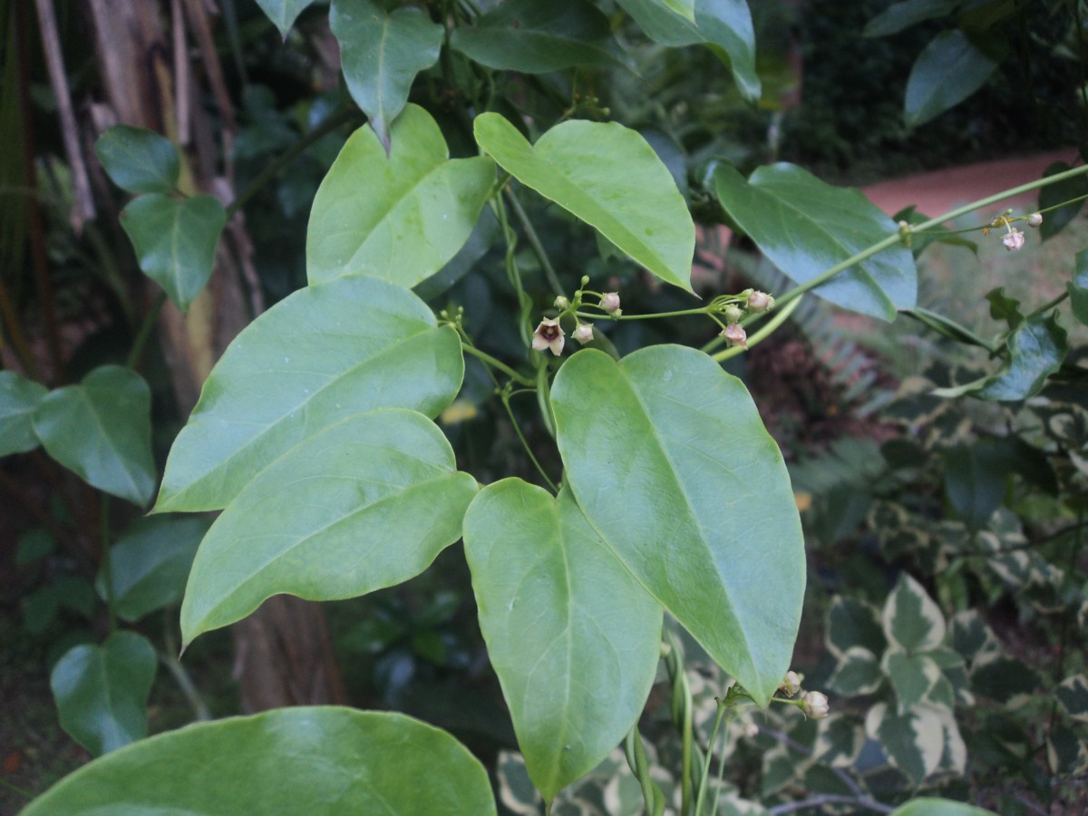 Vincetoxicum bracteatum (Thunb.) Meve & Liede